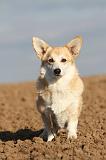 CORGI PEMBROKE 701